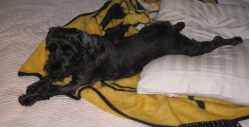 schnauzer on bed