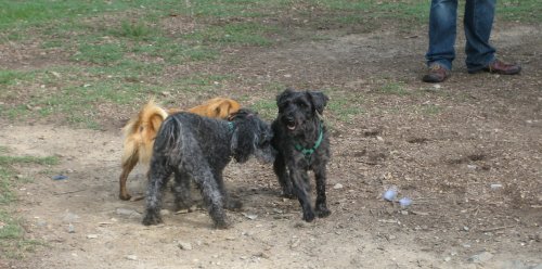 fitz at the dog park in piedmont park