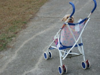 sassy in a stroller